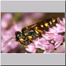 Mellinus arvensis - Kotwespe w26h mit Fliege.jpg